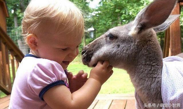不玩絨毛玩具，和她形影不離的兒時玩伴竟是只小袋鼠