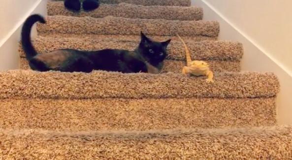 貓和蜥蜴也能混在一起養？兩隻被拋棄的寵物安撫彼此