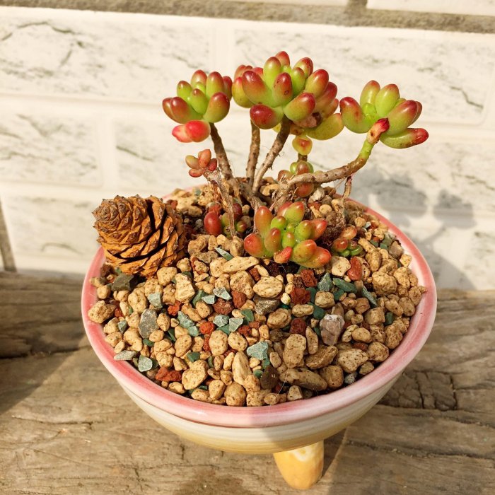 養花：每天認識一種多肉植物-虹之玉，小巧萌萌噠！