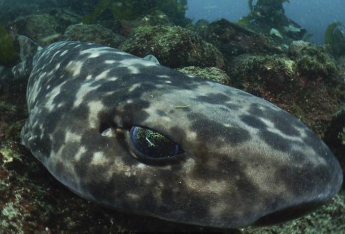 小伙海上釣魚釣到奇怪生物，酷似「外星怪物」！