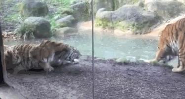 這頭帥氣老虎覺得會發生很帥的事情，沒想到意外發生