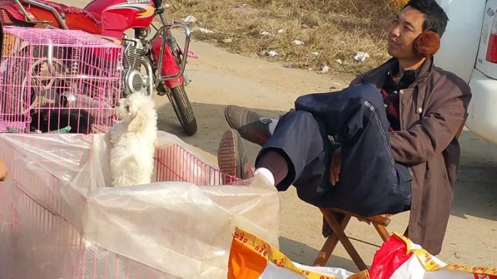 實拍膠東農村狗市，拉布拉多、泰迪、京巴應有盡有