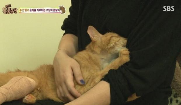 韓國綜藝展示出：棄養對於貓咪帶來的傷害！