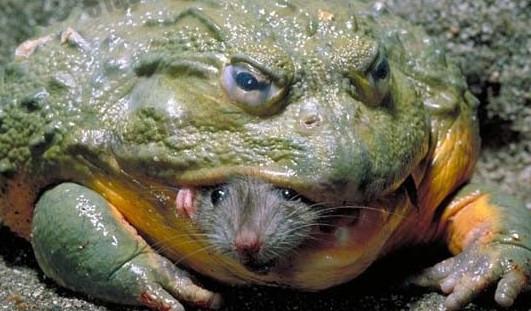 非洲大青蛙，成年後一隻6斤重，體長几十厘米