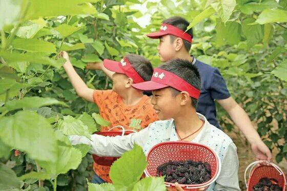 去農村摘了這些長得像毛毛蟲的果子，城裡人都喜歡吃