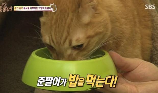 韓國綜藝展示出：棄養對於貓咪帶來的傷害！