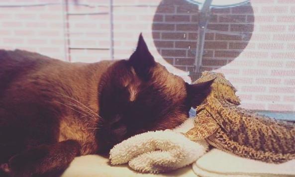 貓和蜥蜴也能混在一起養？兩隻被拋棄的寵物安撫彼此