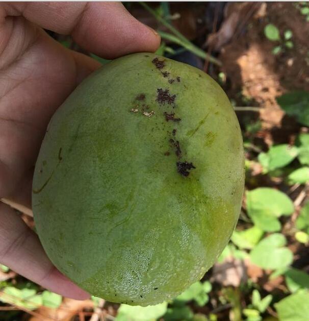 郊外遊玩發現一果樹,果子很像芒果,咬一口笑哭了