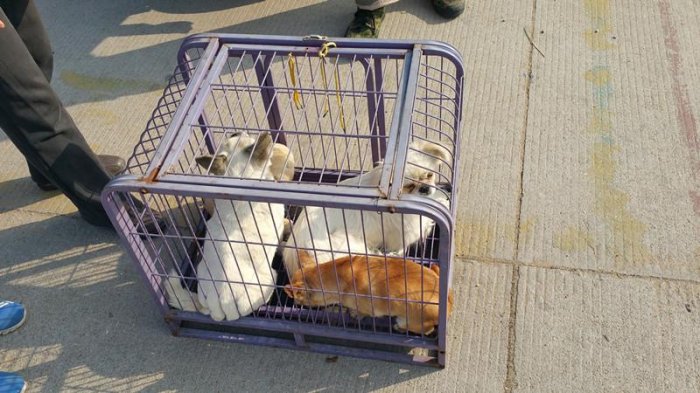 實拍膠東農村狗市，拉布拉多、泰迪、京巴應有盡有