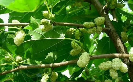 去農村摘了這些長得像毛毛蟲的果子，城裡人都喜歡吃