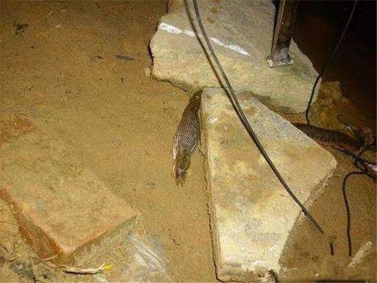 深夜垂釣,不料看見滲人的一幕,結果大叔淡定垂釣