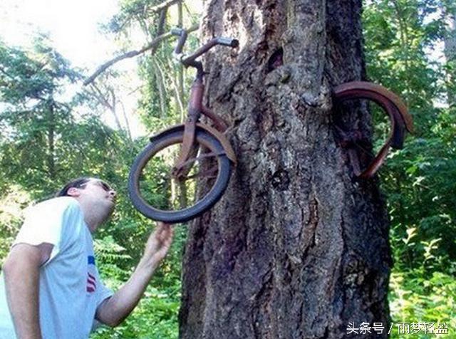 实拍世界各处吞噬着一切的恐怖「树妖」