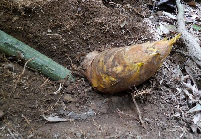 城裡女孩跟表妹上山，撥開樹葉看到這物笑得合不攏嘴