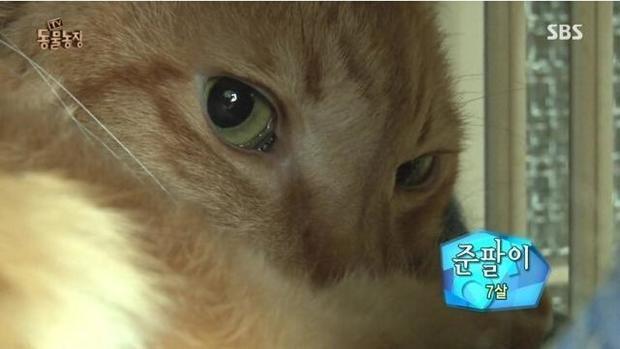 韓國綜藝展示出：棄養對於貓咪帶來的傷害！