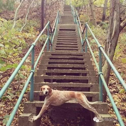 狗狗和攝影師在一起，結果當然是被玩兒壞了