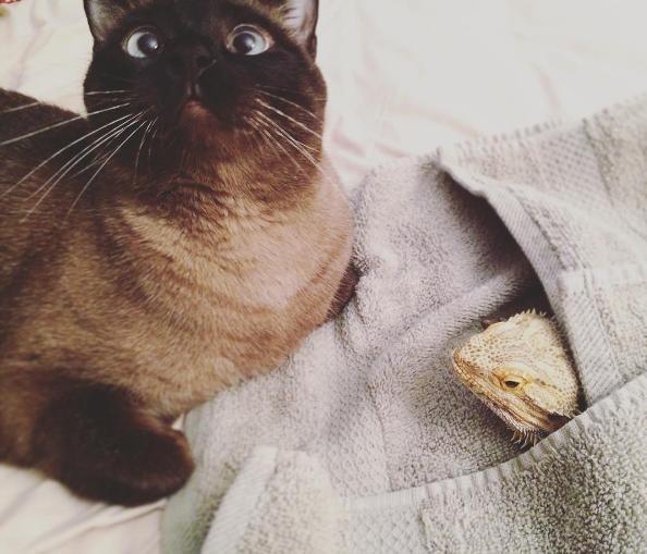 貓和蜥蜴也能混在一起養？兩隻被拋棄的寵物安撫彼此