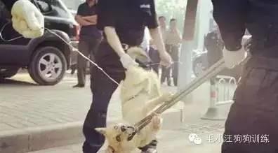 告訴我，是不是女生養了寵物都會變這樣