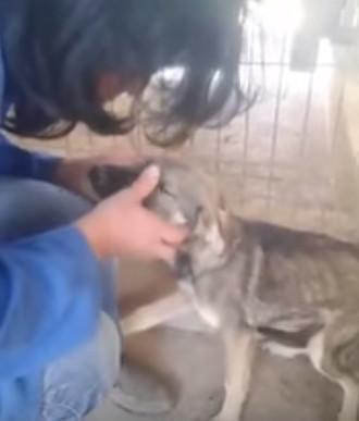 到底是什麼樣的折磨才能讓這條小狗如此怕人！