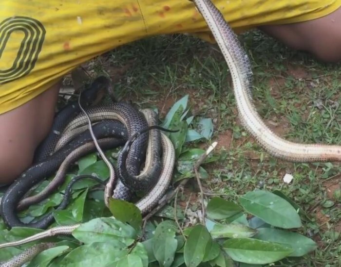 女子柬埔寨遊玩受邀品嘗特色美味，卻遲遲不敢下口