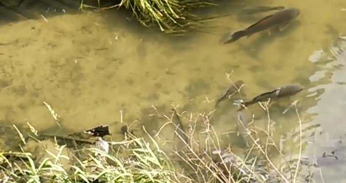 2條野生大黑魚,遭遇鯉魚群,結局太搞笑了!