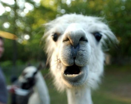 草泥馬用它的靈魂演技告訴大夥，它的神獸之稱可是名副其實的