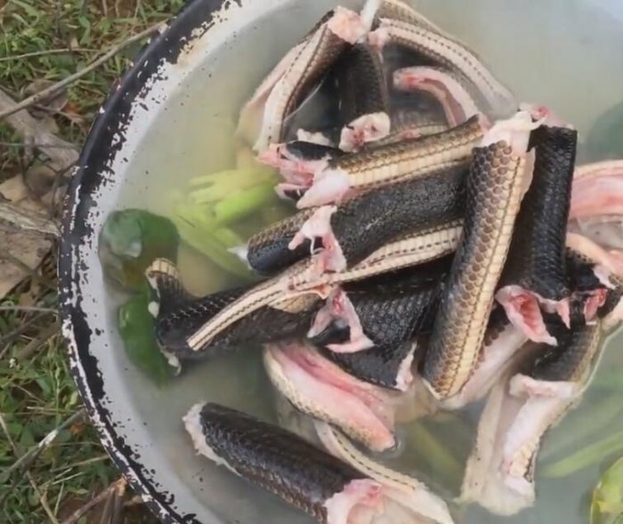 女子柬埔寨遊玩受邀品嘗特色美味，卻遲遲不敢下口