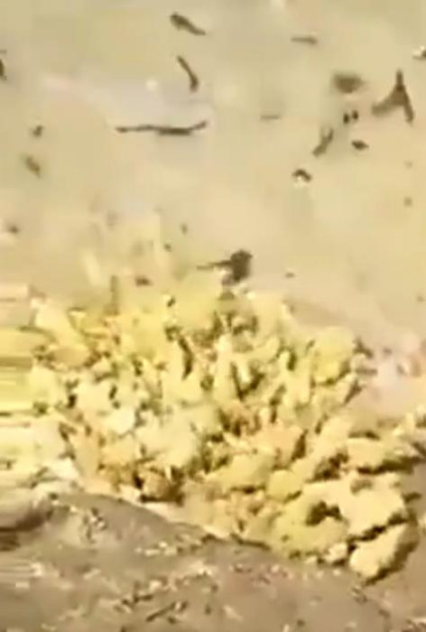 男子把剛孵出來的小雞，倒入池塘餵養怪物！