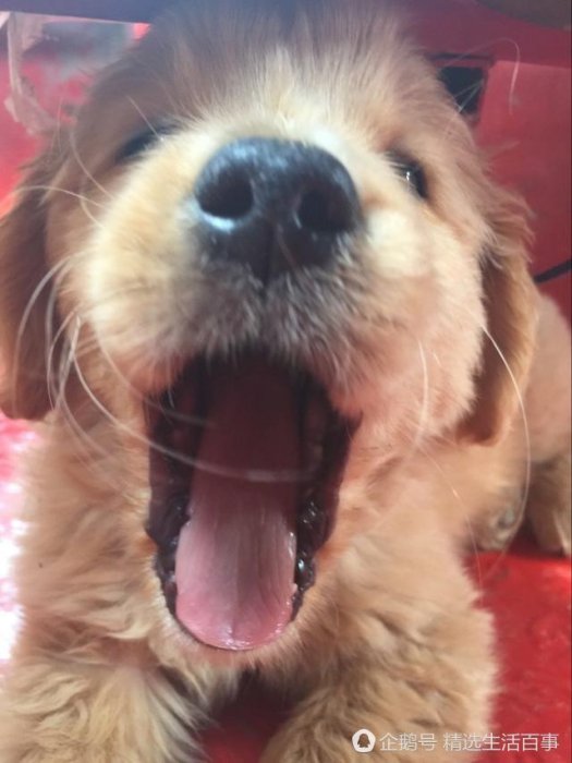 這狗糧是鹹的，狗狗能吃嗎？求大神指教！