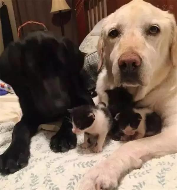 狗狗兩次跳進湍急的洪水中，竟然是為了這幾個小傢伙