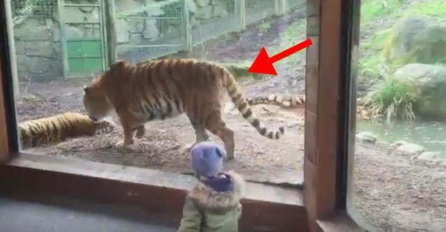 這頭帥氣老虎覺得會發生很帥的事情，沒想到意外發生