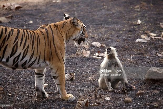 面對老虎的威脅,這隻猴子無力掙脫也無力改變
