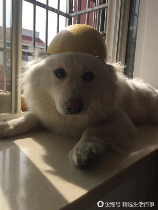 狗狗都一個禮拜沒吃飯了，要成仙嗎？