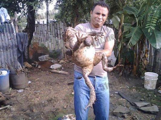 非洲大青蛙，成年後一隻6斤重，體長几十厘米