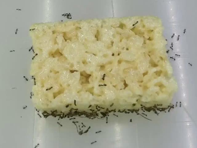 螞蟻怎麼吃掉整塊食物？這視頻很無聊，卻很想看下去