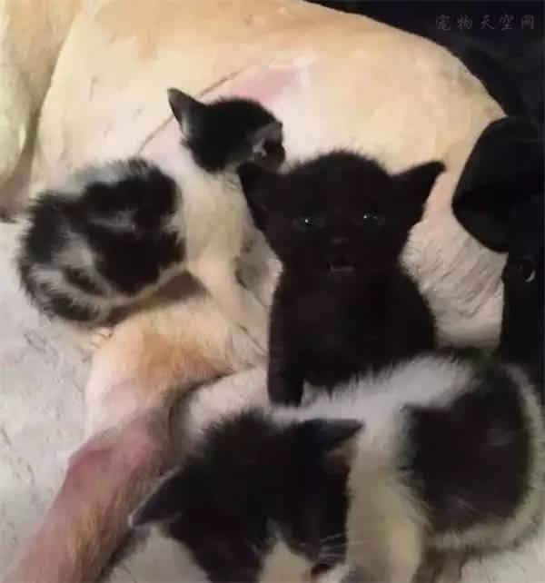 狗狗兩次跳進湍急的洪水中，竟然是為了這幾個小傢伙