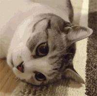 剛看這隻喵的時候覺得是美男子，但一看它的身材