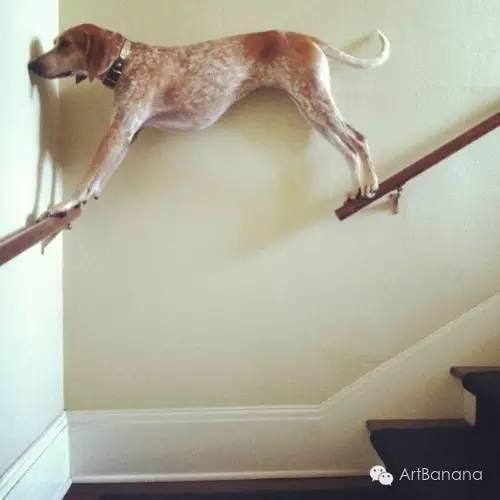 狗狗和攝影師在一起，結果當然是被玩兒壞了