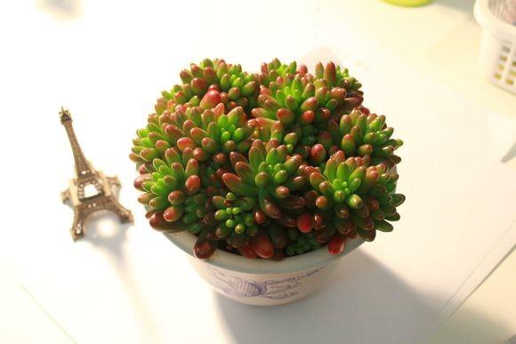 養花：每天認識一種多肉植物-虹之玉，小巧萌萌噠！