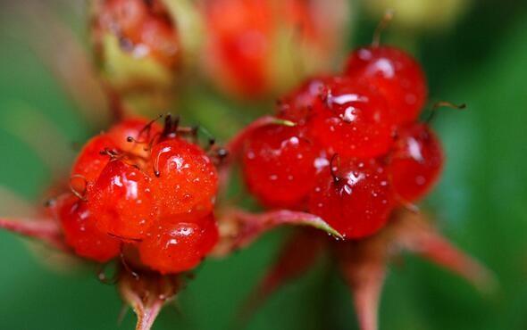 城裡女孩跟表妹上山，撥開樹葉看到這物笑得合不攏嘴