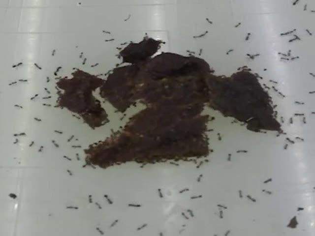 螞蟻怎麼吃掉整塊食物？這視頻很無聊，卻很想看下去