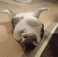 剛看這隻喵的時候覺得是美男子，但一看它的身材