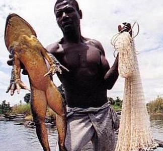 非洲大青蛙，成年後一隻6斤重，體長几十厘米