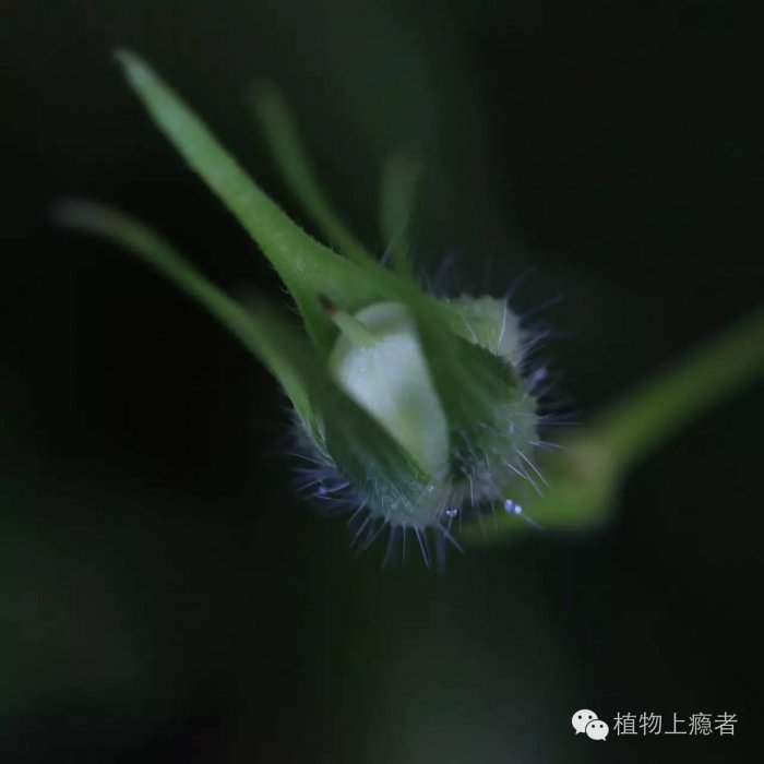 一朵牽牛花，一抹阿拉伯藍