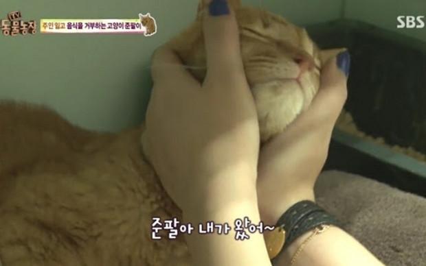 韓國綜藝展示出：棄養對於貓咪帶來的傷害！