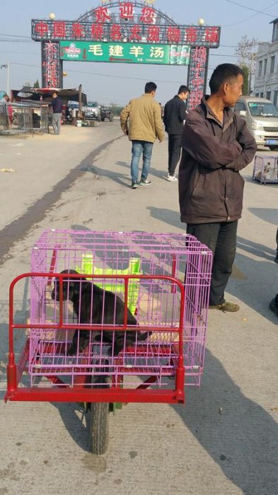 實拍膠東農村狗市，拉布拉多、泰迪、京巴應有盡有