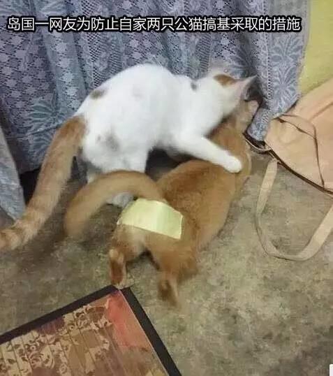 網友分享她家兩貓在做不可描述的事，其他網友就