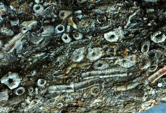 山上採石挖出的特別石頭，表面鮮艷內藏微型小生物！