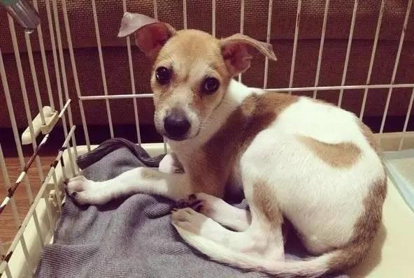 狗狗將自己的狗狗放在抱枕堆里，狗狗的表情也是逆天