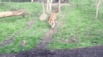 這頭帥氣老虎覺得會發生很帥的事情，沒想到意外發生