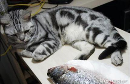 同學家的貓生病了可憐，直到看到病床上的它瞬間笑噴